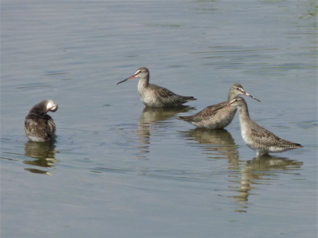 Totano moro (Tringa erythropus)